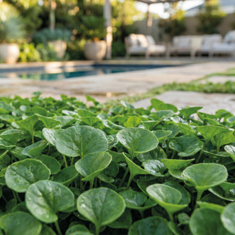 prato a rotoli per campi sportivi varietà Dichindra